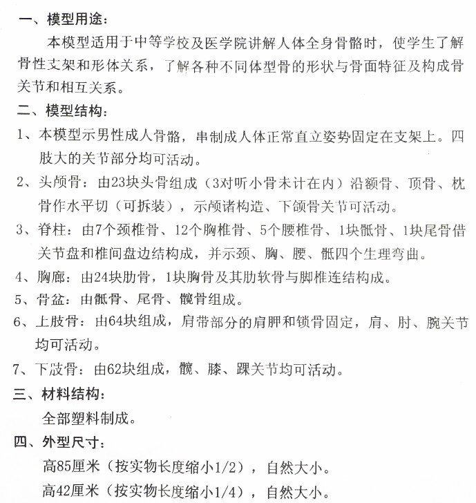 儿童骨骼模型